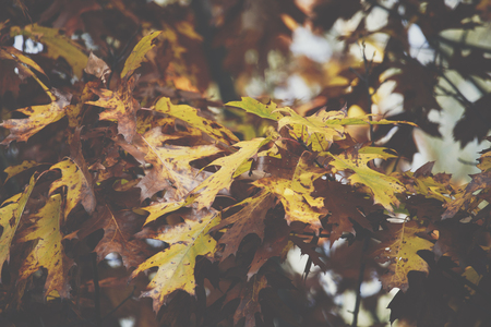 Autumn leaves background in autumn park. Nature frame.の写真素材