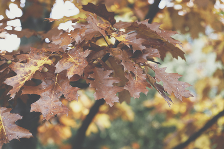 Autumn leaves background in autumn park. Nature frame.の写真素材