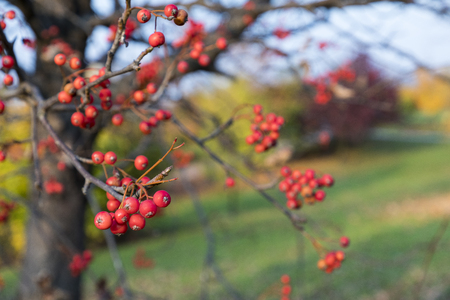 Season of beautiful autumn leaves and red small fruits. Nature background.の写真素材