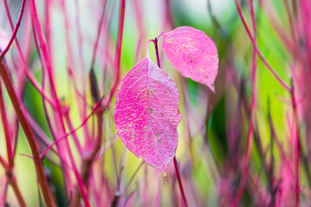 Autumn leaves background in selective focus. Red, orange and yellow dry leaves.の写真素材