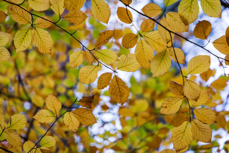 Autumn leaves background in selective focus. Red, orange and yellow dry leaves.の写真素材