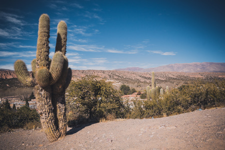 Cactus on the colourful valley of Quebrada de Humahuaca in Jujuy Province, northern Argentina.Cactus on the colourful valley of Quebrada de Humahuaca in Jujuy Province, northern Argentina.の写真素材