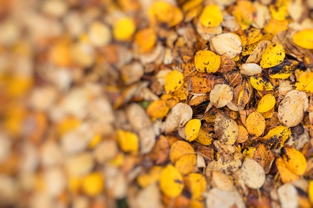 Macro closeup.Yellow, orange and red autumn leaves in fall park. Nature background.の写真素材
