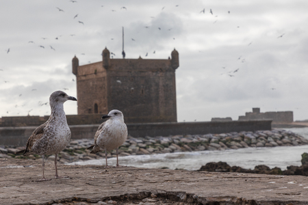 Sqala du Port, a defensive tower at the fishing port of Essaouira, Moroccoの写真素材