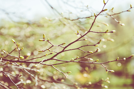 Blossom tree over nature background. Spring flowers. Spring Background.