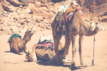 Camels at Wadi Rum desert landscape,Jordanの写真素材