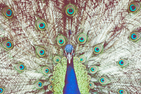 Portrait of beautiful peacock with feathers outの写真素材