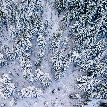 Mountain snow covered pine forest, top down aerial view. Winter landscape.の写真素材