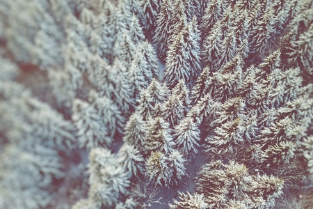 Mountain snow covered pine forest, top down aerial view. Winter landscape. Selective Focuus.の写真素材