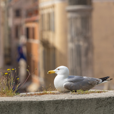 Seagull at historic center of the Croatian town of Zadar at the Mediterranean Sea, Europe.のeditorial素材
