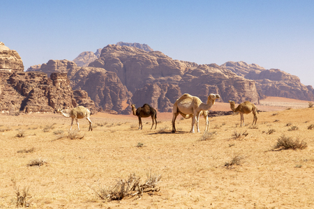 Resting camels, Wadi Rum desert, Jordan.の写真素材