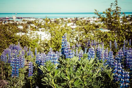 Lupines Flowers in Reykjavik, Iceland.の写真素材
