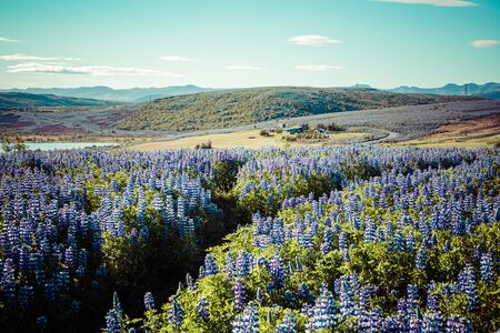 Lupines Flowers in Reykjavik, Iceland.の写真素材