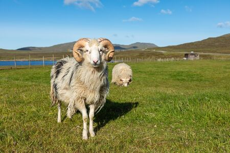 Wildlife in the Faroe Islands. Sheep on Vagar island. Faroe Islands. Denmark. Europe.