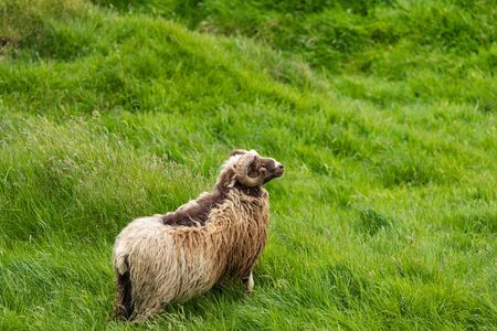 Wildlife in the Faroe Islands. Sheep on Vagar island. Faroe Islands. Denmark. Europe.の写真素材