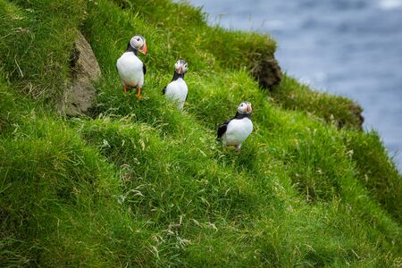 Puffins on Mykines cliffs and atlantic ocean. Mykines island, Faroe Islands, Europe.の写真素材