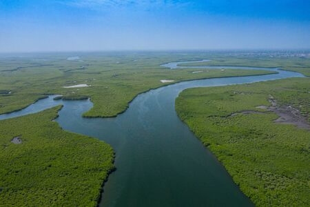 Aerial view of mangrove forest in Gambia. Photo made by drone from above. Africa Natural Landscape.の写真素材