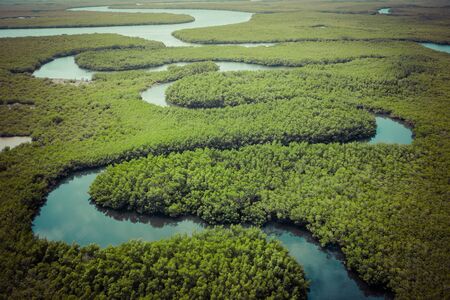 Aerial view of mangrove forest in Gambia. Photo made by drone from above. Africa Natural Landscape.の写真素材