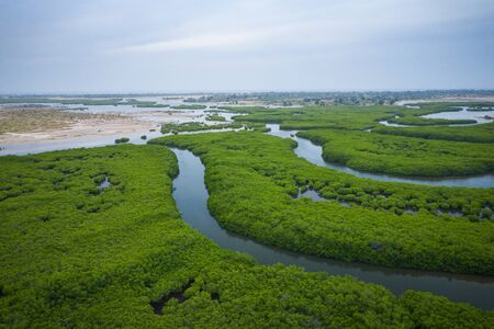 Senegal Mangroves. Aerial view of mangrove forest in the  Saloum Delta National Park, Joal Fadiout, Senegal. Photo made by drone from above. Africa Natural Landscape.の写真素材