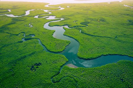 Gambia Mangroves. Aerial view of mangrove forest in Gambia. Photo made by drone from above. Africa Natural Landscape.の写真素材