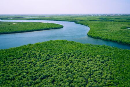 Gambia Mangroves. Aerial view of mangrove forest in Gambia. Photo made by drone from above. Africa Natural Landscape.の写真素材