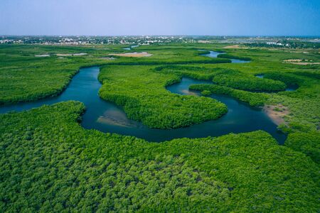 Gambia Mangroves. Aerial view of mangrove forest in Gambia. Photo made by drone from above. Africa Natural Landscape.の写真素材