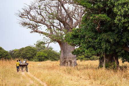 Massive baobab trees in the dry arid savannah of south west Senegal.の写真素材