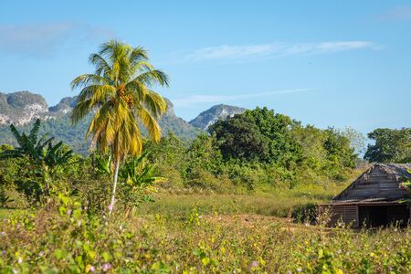 Vinales Valley. Typical view of Valle de Vinales with farm and mogotes. Pinar del Rio Province, Cuba.の写真素材