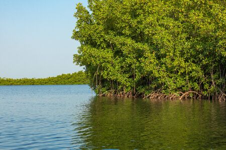 Gambia Mangroves. Green mangrove trees in forest. Gambia.