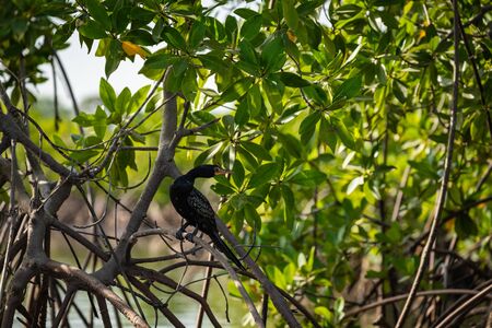 Gambia Mangroves. Black cormoran bird. Green mangrove trees in forest. Gambia.の写真素材