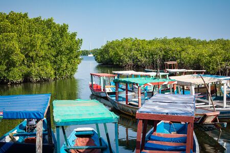 Gambia Mangroves. Lamin Lodge. Traditional long boats. Green mangrove trees in forest. Gambia.