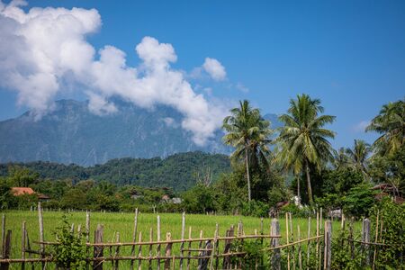Tropical village Vang Vieng, Laos. Green palms.