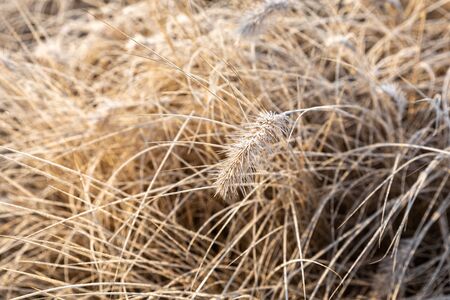 Frost on the grass and reed. Ice crystals close up. Nature Winter Background. Frost day of winter.の写真素材