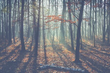 Foggy dark winter forest in Poland.の写真素材