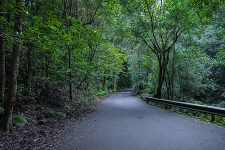 Laurelsilva forest of Los Tilos, La Palma, Canary Island, Spain