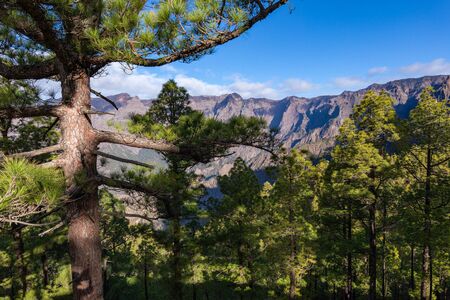 Pine forest at Caldera de Taburiente National Park. Viewpoint La Cumbrecita, La Palma, Canary Island, Spain.の写真素材