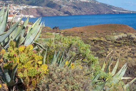 Tropical cactus garden and black sand beach at Los Cancajos. La Palma, Canary Island, Spain.の写真素材