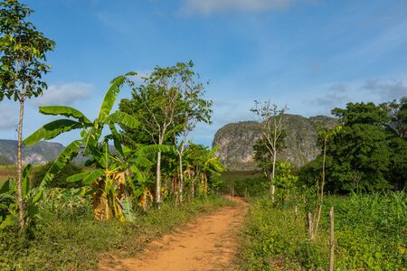 The Vinales Valley (Valle de Vinales), popular tourist destination. Tobacco plantation. Pinar del Rio, Cuba.の写真素材