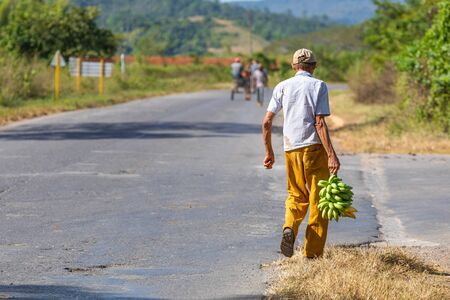 The Vinales Valley (Valle de Vinales), popular tourist destination. Tobacco plantation. Pinar del Rio, Cuba.の写真素材