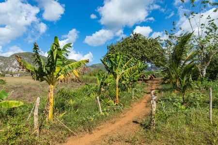 Tobacco plantation with hut and palms in the background. The Vinales Valley (Valle de Vinales), popular tourist destination. Pinar del Rio, Cuba.の写真素材