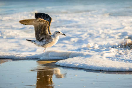 Straw umbrellas on the beachの写真素材