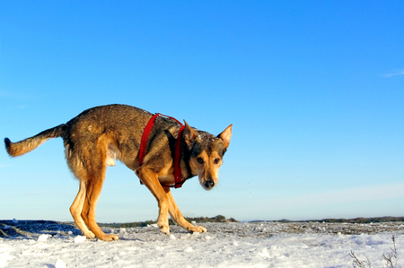 Medium-sized dog, crossbreed dog playing in the snow. In the background of the blue sky. Winter scenery, snow on the rocks. Coniferous forest around. Ice trail on skle. Kragero, Telemark municipality. Region of southeastern Norway. Skagerrak coast.の写真素材