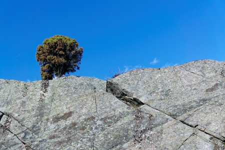 Norwegian Evergreen large shrub against the sky over the rock. Norwegian spring in the south.の写真素材