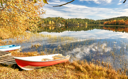 Hitra, Norway - October 17, 2016: Norwegian scene with colors autumn forest. Windy day. Around the tree and rocks covered with mosses and lichens. Region of Mid Norway -Trondelag.のeditorial素材