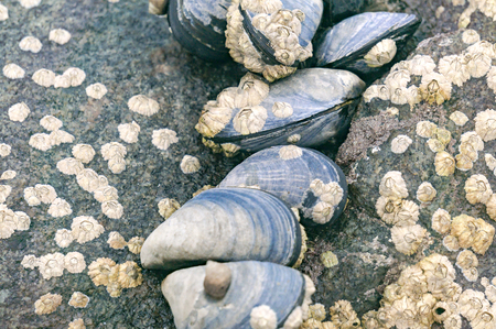Blue mussel (Mytilus edulis) and Limpet aquatic snail on rocky beach with brown seaweed (Ascophyllum...