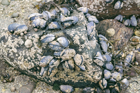 Blue mussel (Mytilus edulis) and Limpet aquatic snail on rocky beach with brown seaweed (Ascophyllum nodosum) known as Norwegian kelp. Aquaculture and seafood from the Norwegian Sea, Froya Hitra region, Norwayの写真素材