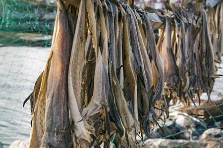  Atlantic cod stockfish hanging, drying flake (hjell). Aquaculture and seafood from the Norwegian...