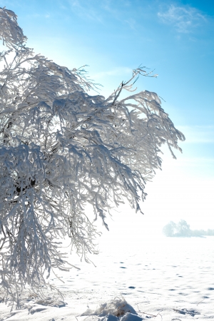 Winter tree with ice and blue sky の写真素材
