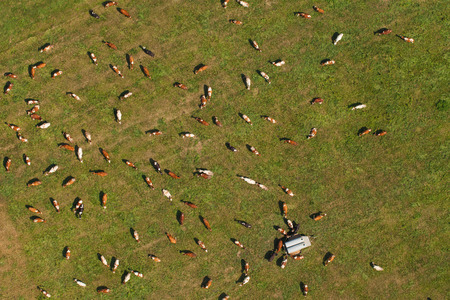 aerial view of cow flock on harvest fieldの写真素材