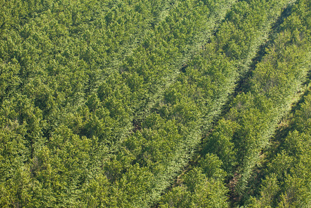 aerial view of the forest